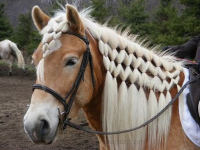 Foto trenzas en caballo