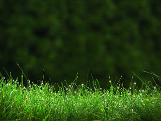 Grass Wallpapers Desktop