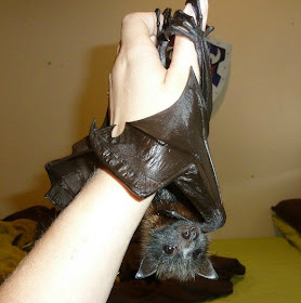 bat, funny animal pictures, animal photos, funny animals