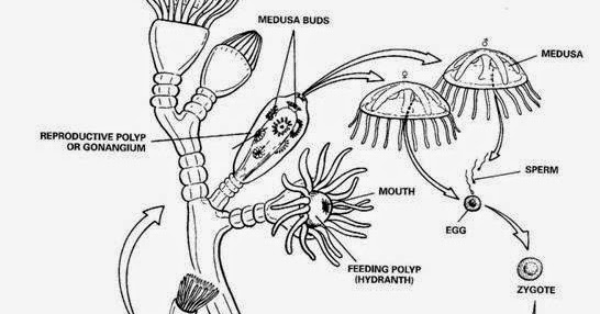 Filum Coelenterata: Struktur Tubuh, Sistem Reproduksi 