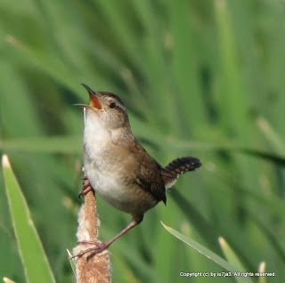 Marsh Wren