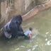 Jatuh Ke Dalam Kandang, Bocah Diseret Gorilla