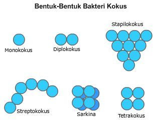  Perhatikan  gambar  bentuk  agregat  kumpulan bakteri  