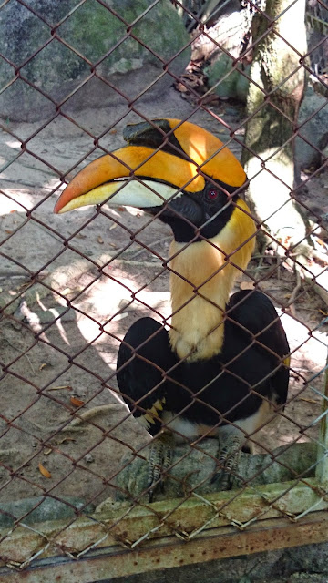 Tukan Bird Thailand 