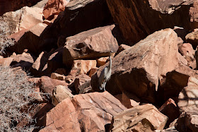 Great Grey Heron , bird, grand canyon of the colorado , Chris Baer