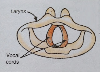 sound class 8, sound solution, class 8 sound work sheet, cbse ncert