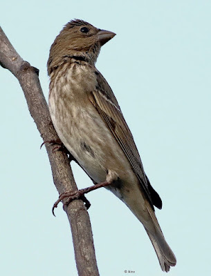 Common Rosefinch