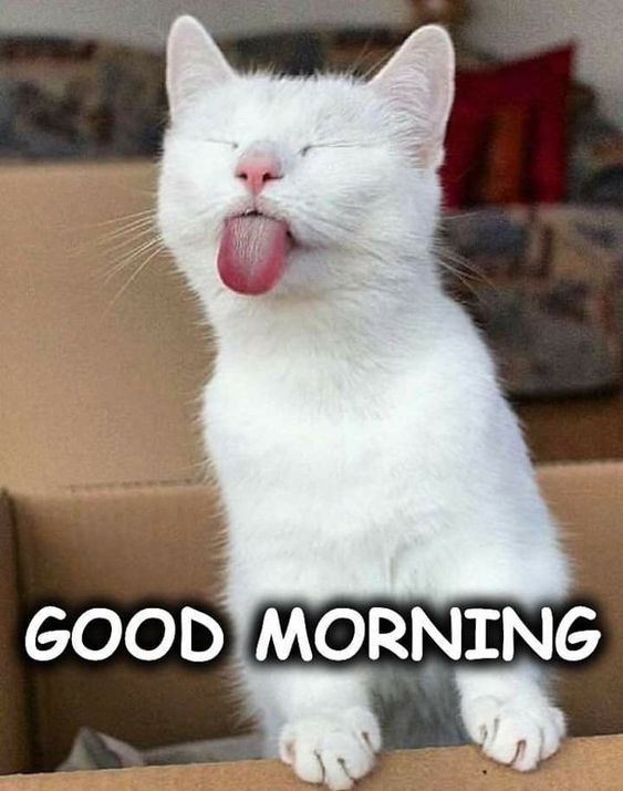 Good Morning Cat Meme