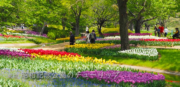 昭和記念公園：渓流広場のチューリップ