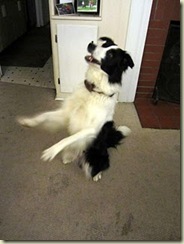 begging