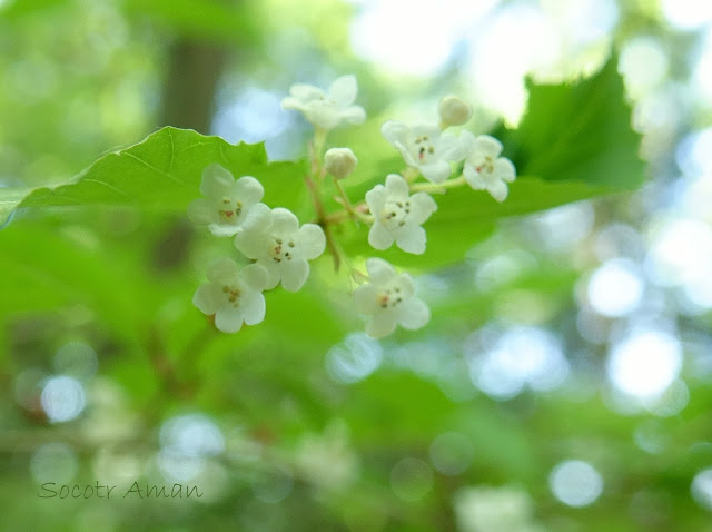 Viburnum phlebotrichum