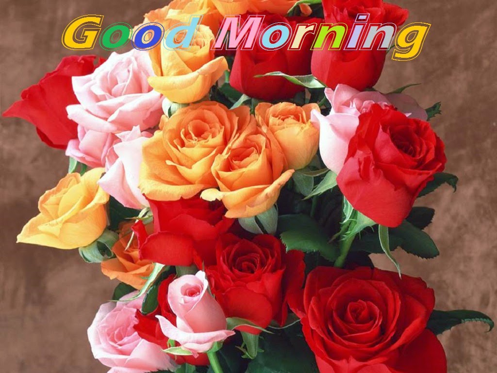 Colorful Rose Good Morning Pics Photo s Images 