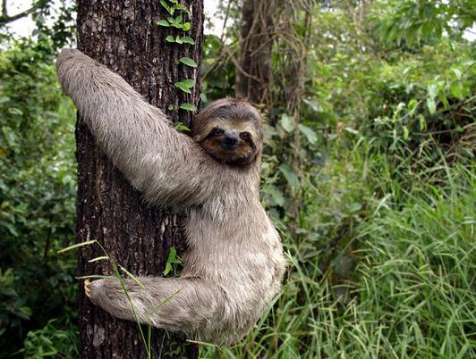 Sloth - Rare and Different South American Mammal Seen On www.coolpicturegallery.us