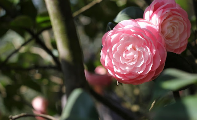 Camellia Flowers Pictures