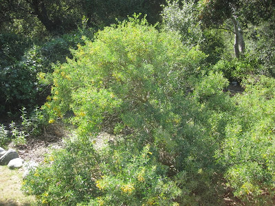 Bladderpod