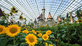 The 'Sunflower Surprise' where over 10,000 sunflowers of various shapes and sizes are on display at Gardens by the Bay's Flower Dome..