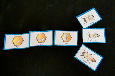 life cycle of a honey bee