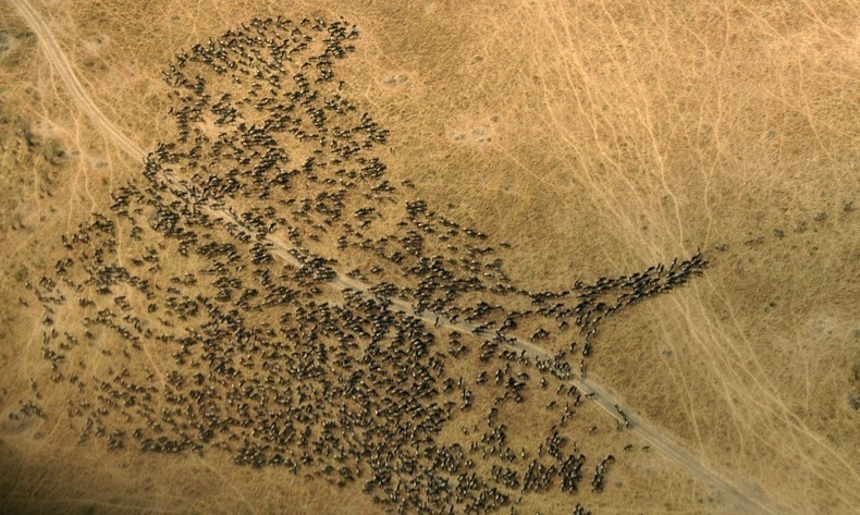 masai-mara-1