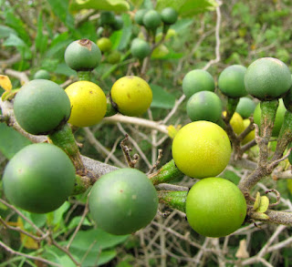 takokak matang warna kuning