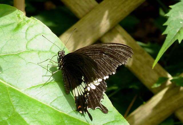  at Butterfly World Isle of Wight