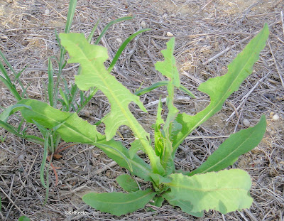 prickly lettuce rosette