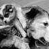 ANIMALES BICÉFALOS, Crueldad o Ciencia? la segunda imagen me dejó sin palabras!