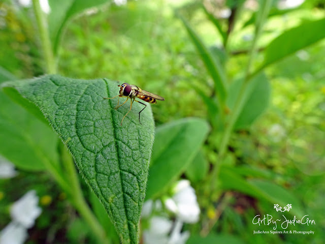 Hoverfly Photo