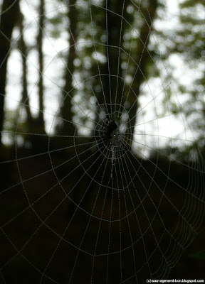 Toile dans la brume