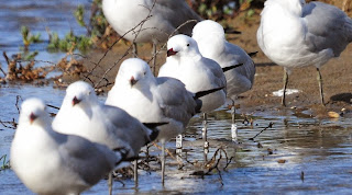 Larus audouinii