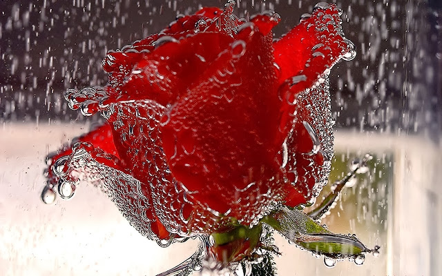 Red Rose Wallpapers