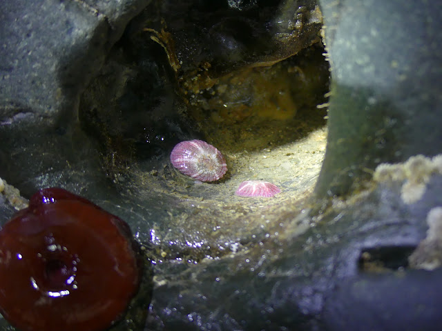 Two gem anemones in a rocky crevice. The anemones are pale purple, and 'lumpy' in appearance.