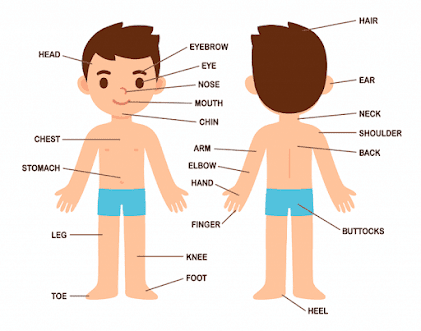 Human Body Parts Name with Pictures in Hindi and English