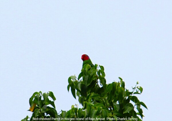 Red-cheeked Parrot in Waigeo island