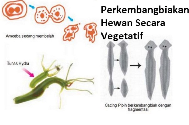 Cara Berkembang Biak Amoeba Adalah Eva