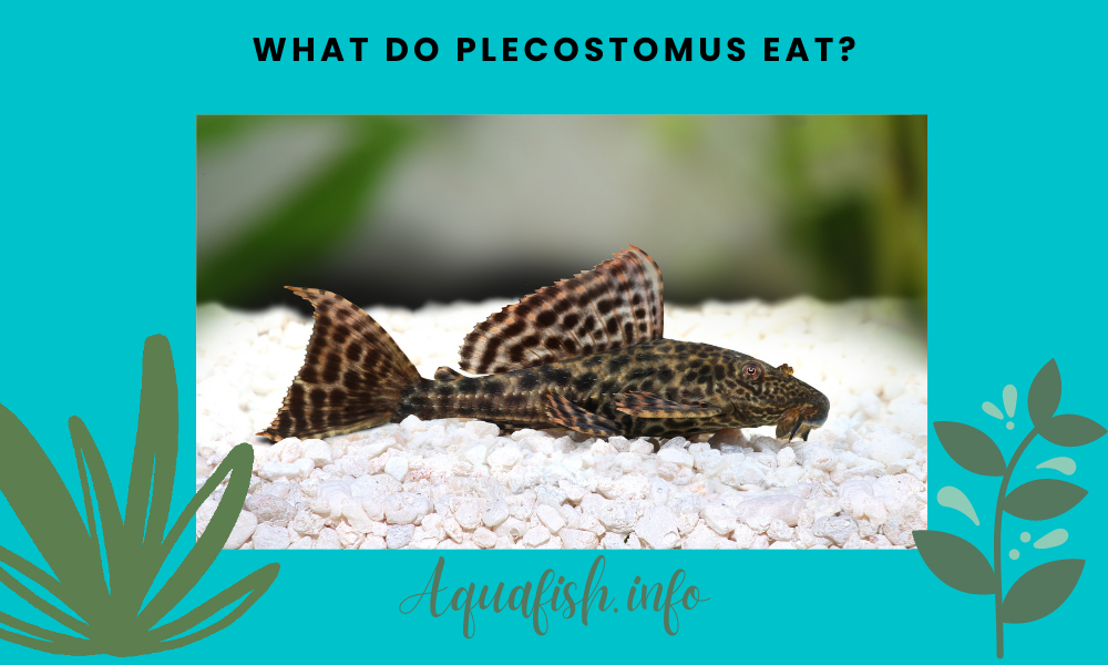 Plecostomus