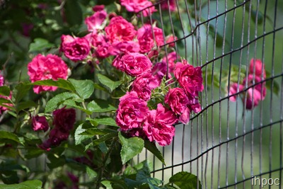 IMG_4325 copy