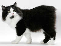 Kucing Manx Ras Kucing Yang Unik Di Dunia