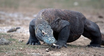 hewan-langka-indonesia-komodo