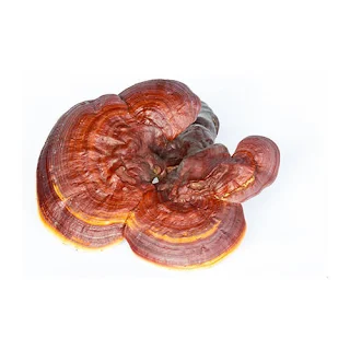 Pharmacological effects of whole Reishi extract