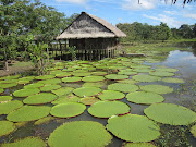 La región del amazonas lo integran Colombia, Perú y Brasil.