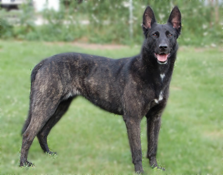 About Dog Dutch Shepherd Training Your Dutch Shepherd To Listen To You