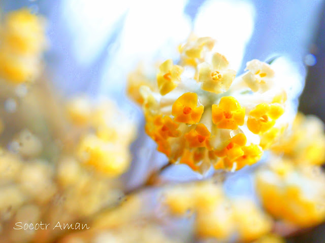 Edgeworthia chrysantha