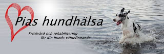 http://www.piashundhalsa.se/Nyheter.html