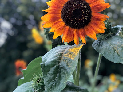 sunflower photo by emily neblock