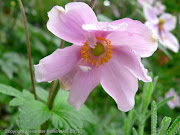 Group planting of tall herbaceous perennial flowering plants