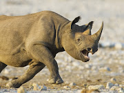 HD Wallpapers of Animals (rhino attack african animals wallpaper )