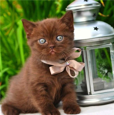 Hermoso gatito café chocolate