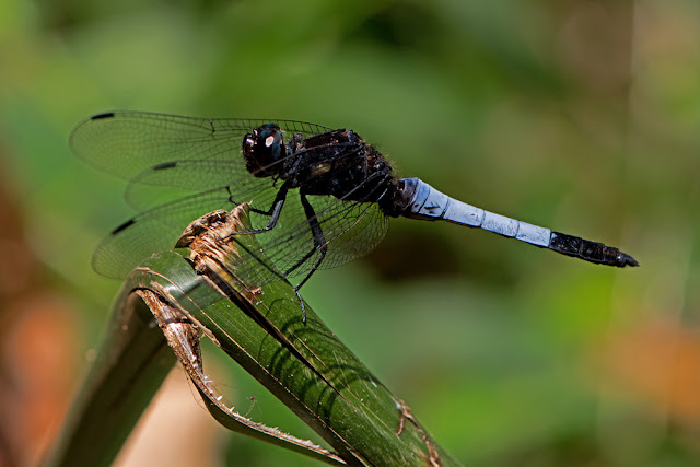 Orthetrum triangulare Blue-tailed Forest Hawk
