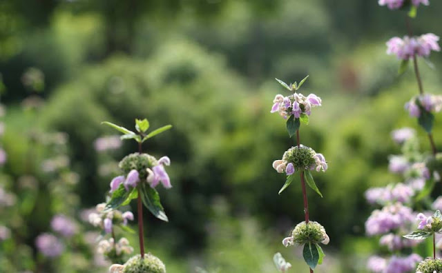 Jerusalem Sage Flowers