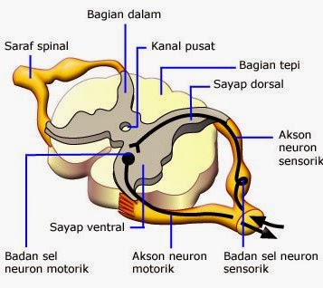 Pelajarilah Sum-Sum Tulang Belakang dengan klik gambar!